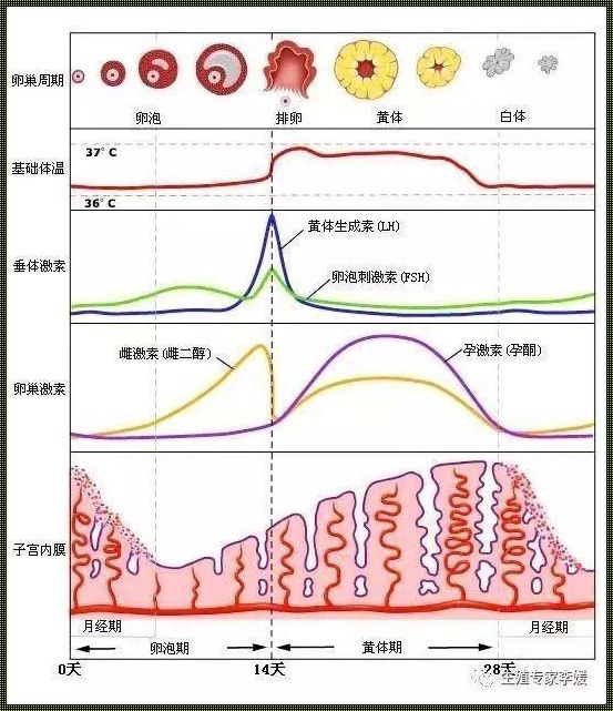 卵巢分泌的六项激素：备孕女性的贴心“助手”