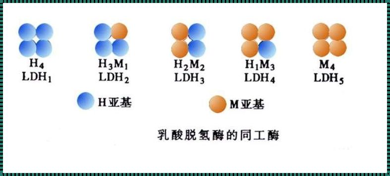 儿童乳酸脱氢酶和羟丁酸脱氢酶高的探讨